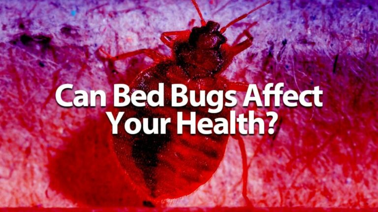 Can Bed Bugs Affect Your Health?