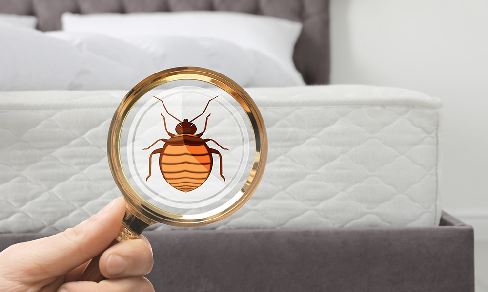 Bed bug myths and facts