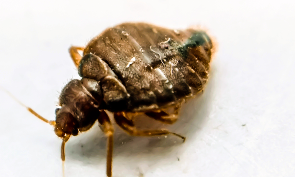 Signs that you have bed bugs