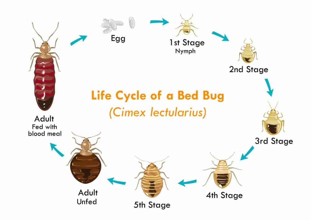 lifecycle bed bug