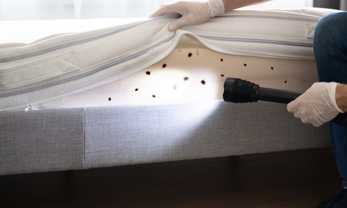 Bed bugs may conceal themselves in the smallest of spaces.