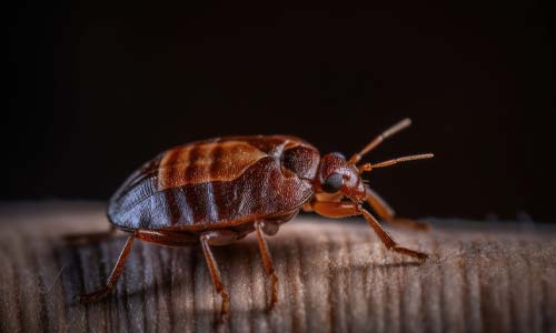 Causes of bed bug infestations