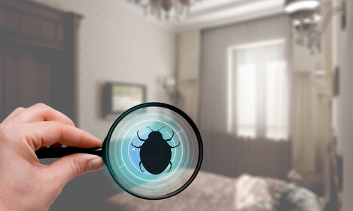 Insecticides for Bed Bug Control