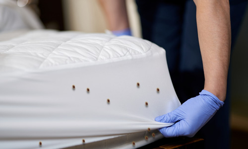 Alternative Bed Bug Treatment Methods