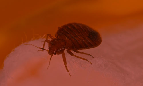 Beat Bed Bugs with the Heat!