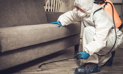 Common Conventional Bed Bug Treatment Methods