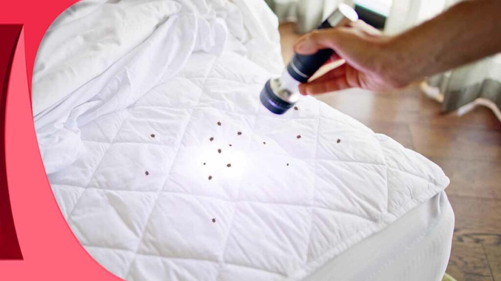 How to Prevent Bed Bug Infestation