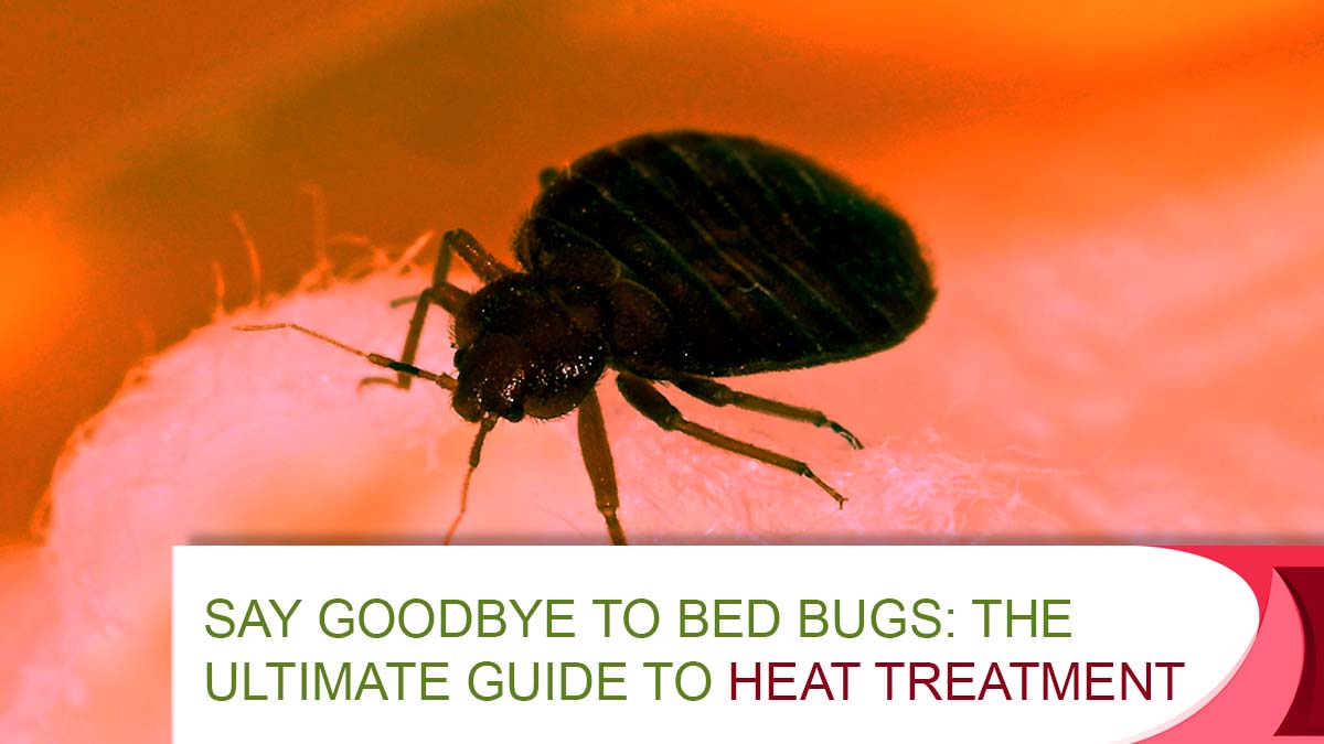 Say Goodbye to Bed Bugs - The Ultimate Guide to Heat Treatment