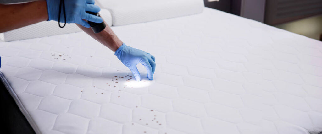 Bed Bugs, Begone- Your DIY Guide!