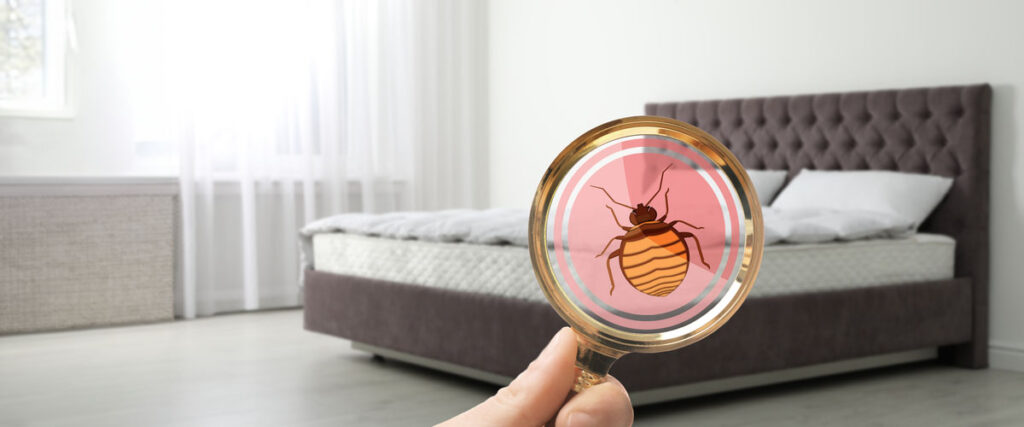 DIY Solutions for Bed Bug Treatment