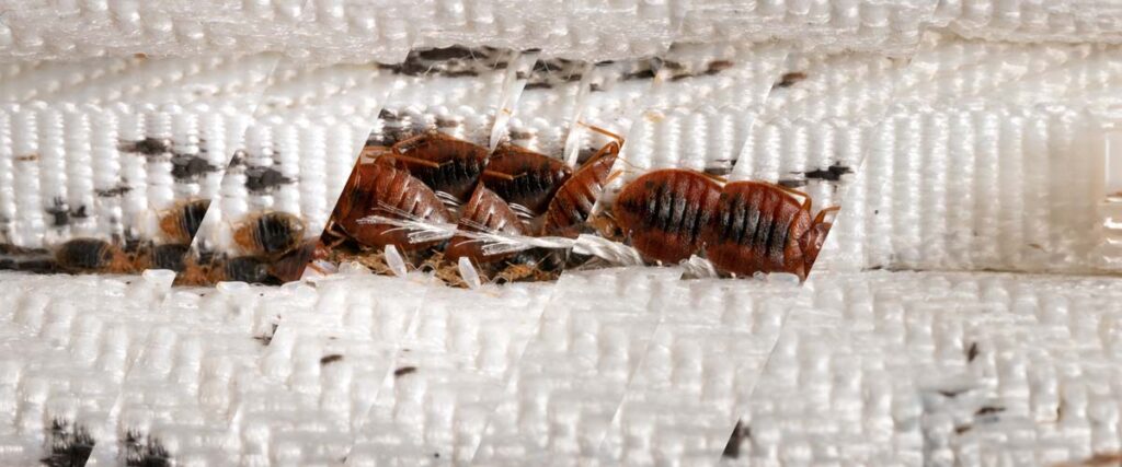 Identifying a Bed Bug Infestation
