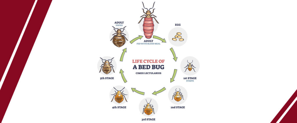 Navigating the Bed Bug Lifecycle