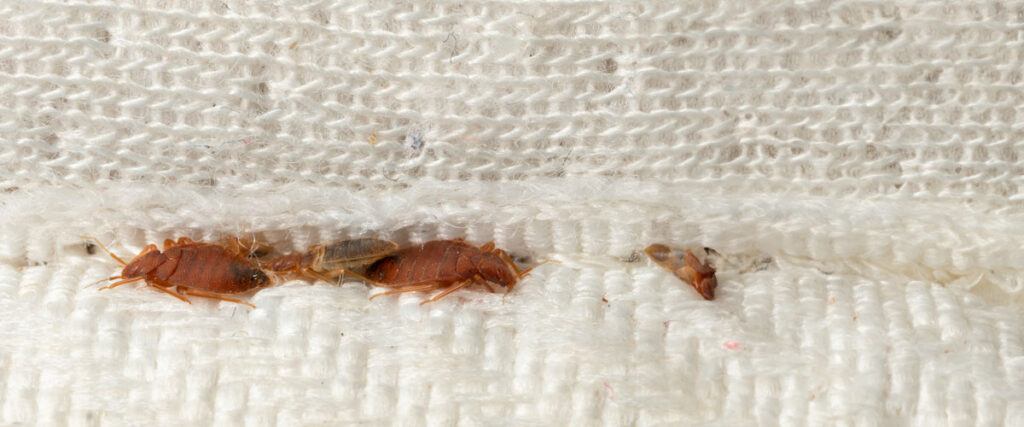 The Challenges in Controlling Bed Bugs