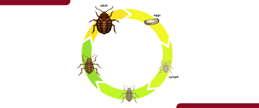 The Lifecycle Stages of Bed Bugs