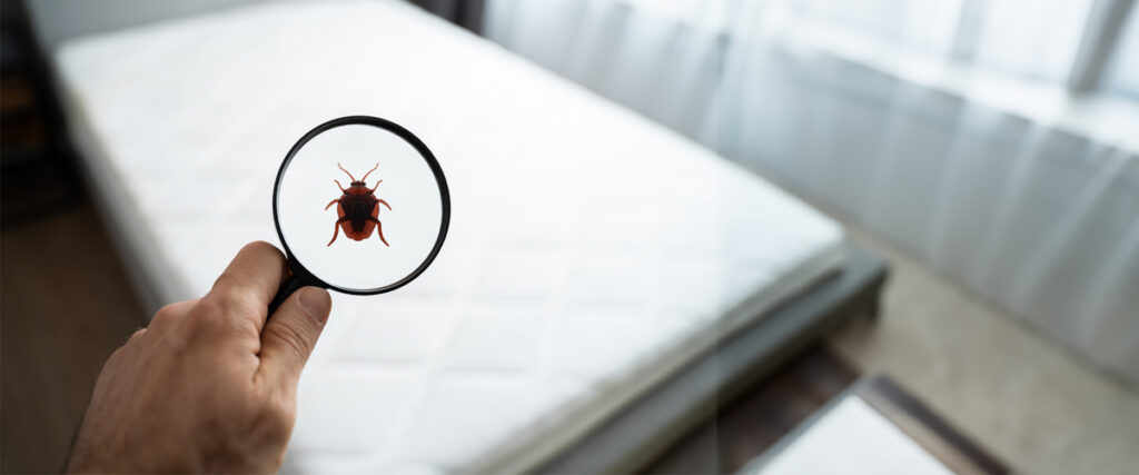 Pest Control Treatment - Accurate Identification of Pests