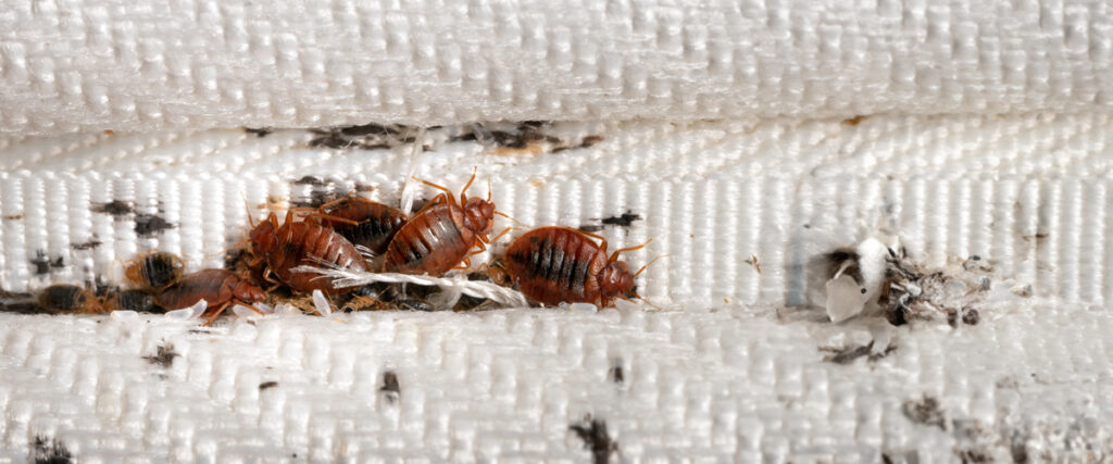 Pest Control Treatment - Assessing the Infestation Level