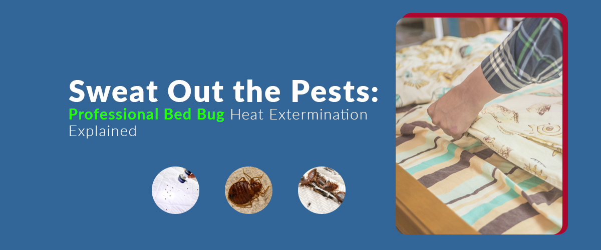 Professional Bed Bug Heat Extermination Explained
