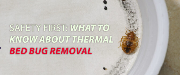 Safety First: What to Know About Thermal Bed Bug Removal