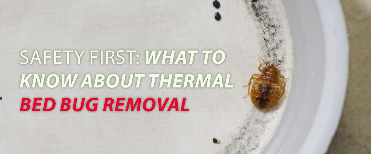 Safety First- What to Know About Thermal Bed Bug Removal