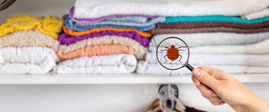 The Basics of Thermal Bed Bug Removal