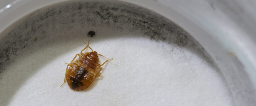 Understanding Chemical Bed Bug Treatments